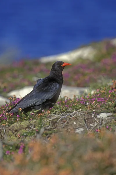 Pyrrhocorax, ptáků ptáků — Stock fotografie
