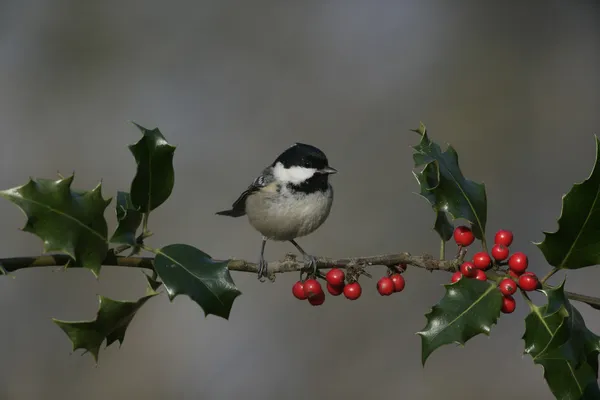 Mamas de carvão, Parus ater — Fotografia de Stock