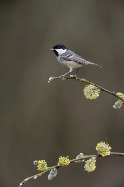 Sýkora uhelníček, parus ater — Stock fotografie