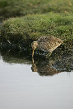 Ortak Snipe, Gallinago gallinago