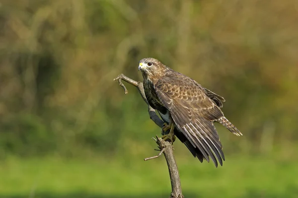 Buizerd, Buteo buteo — Stockfoto