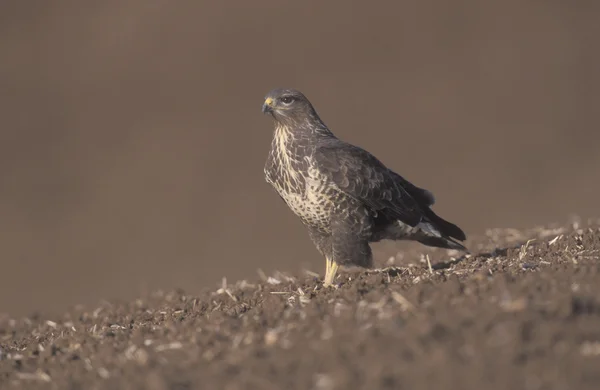 Mäusebussard, Buteo buteo — Stockfoto