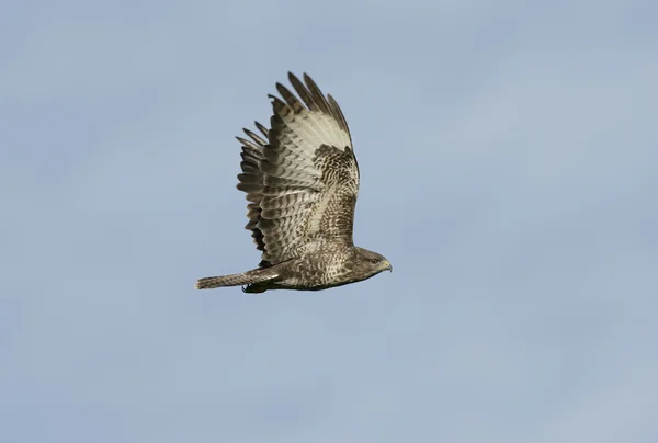 Common Buzzard, 34 года, Buteo — стоковое фото