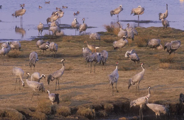 Guindaste comum, Grus Grus — Fotografia de Stock