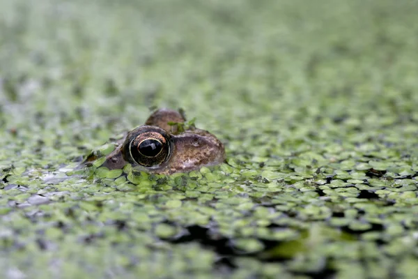 Common frog, Rana temporaria — Stock Photo, Image