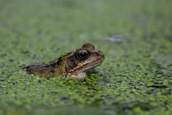 Bruine kikker, rana temporaria — Stockfoto