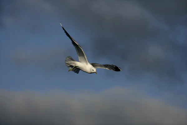 Mewa pospolita larus canus — Zdjęcie stockowe