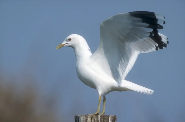 Common gull, Larus canus — Stock Photo, Image