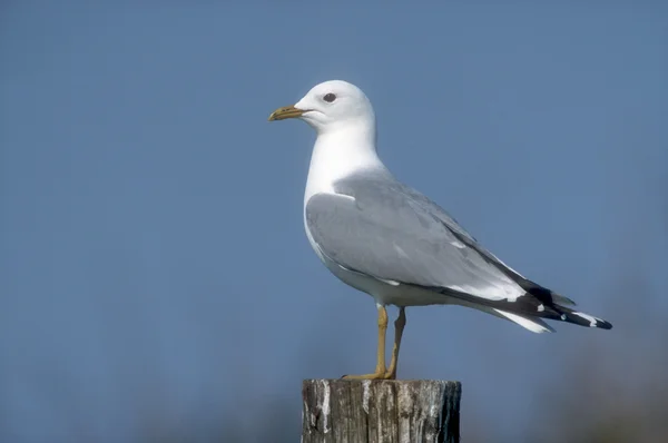 Racek bouřní, larus canus — Stock fotografie