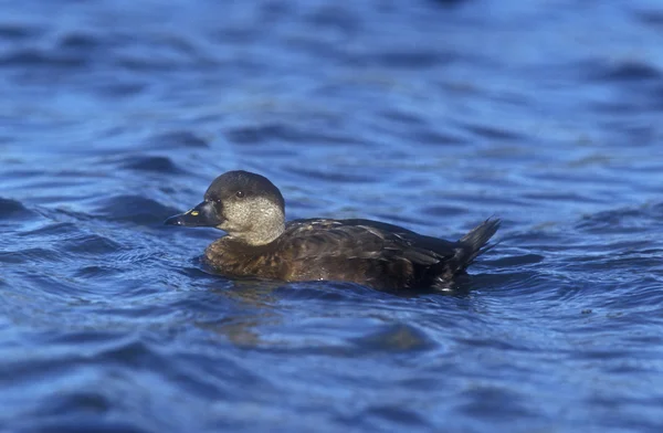 Scoter comune, Melanitta nigra — Foto Stock