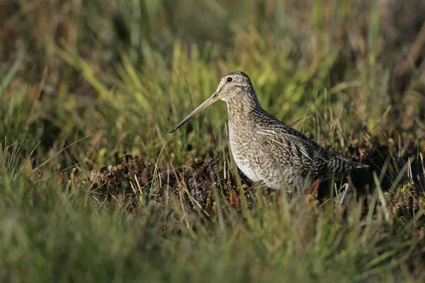 Grote Snipe, Gallinago gallinago — Stockfoto