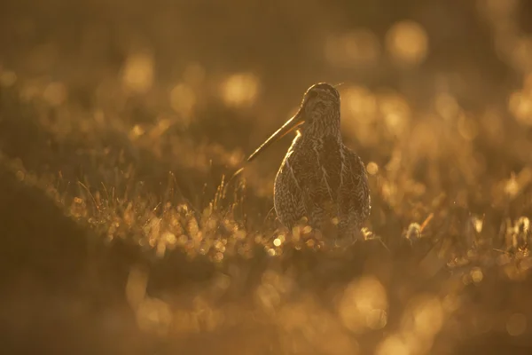 Grote Snipe, Gallinago gallinago — Stockfoto