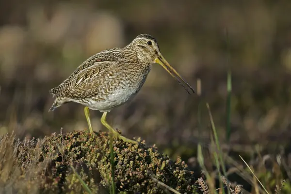 Common snipe, Gallinago gallinago — Stock Photo, Image