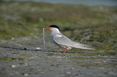 Yaygın Tern, Sterna hirundo