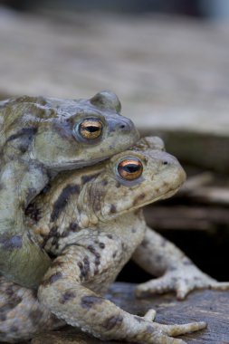ortak kurbağa, bufo bufo