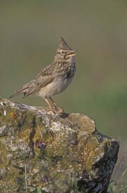 Tepeli toygar, galerida cristata