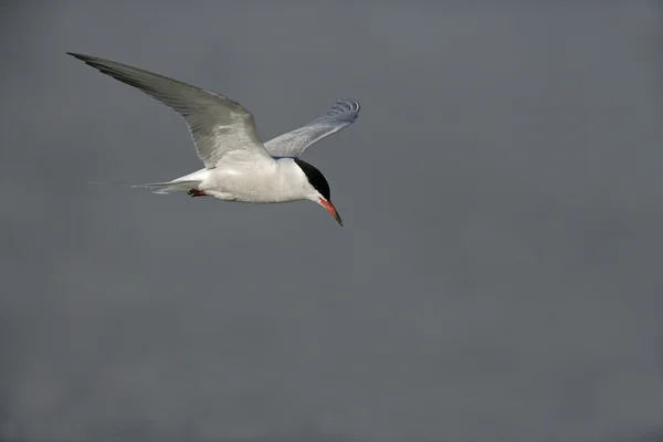 Tern comum, Sterna hirundo — Fotografia de Stock