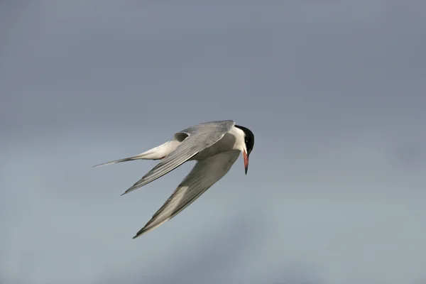 Vanlig Tern, Sterna hirundo — Stockfoto