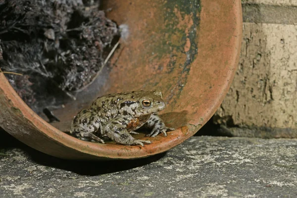 Sapo comum, Bufo bufo — Fotografia de Stock