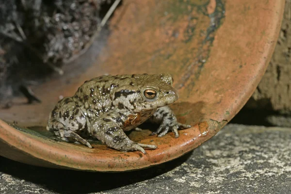 Sapo comum, Bufo bufo — Fotografia de Stock