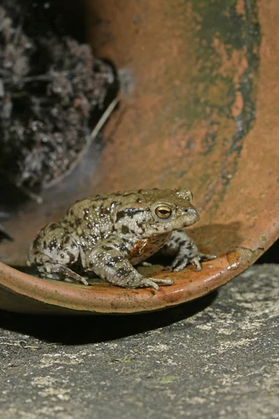 Sapo comum, Bufo bufo — Fotografia de Stock