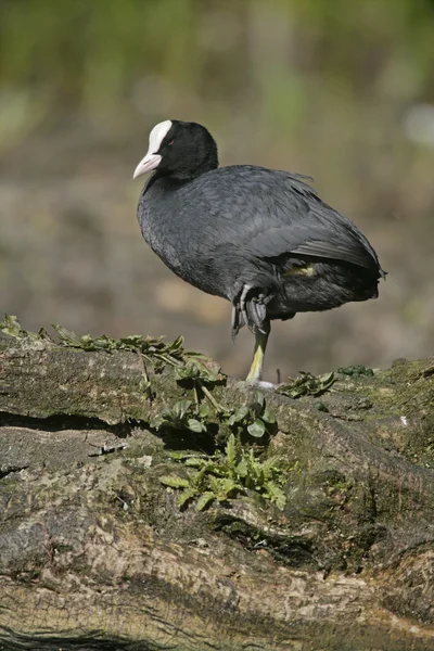 Лысуха fulica atra — стоковое фото