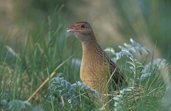 Corncrake, Crex crex — Stock Photo, Image