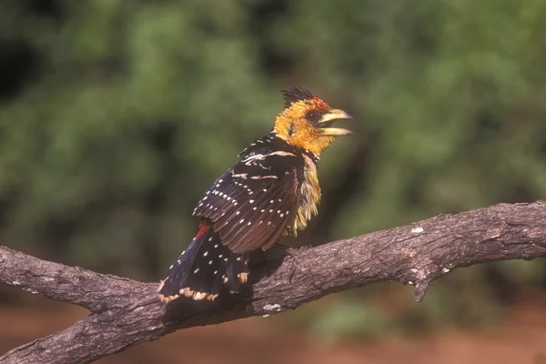 Barbet czubaty, trachyphonus vaillantii — Zdjęcie stockowe