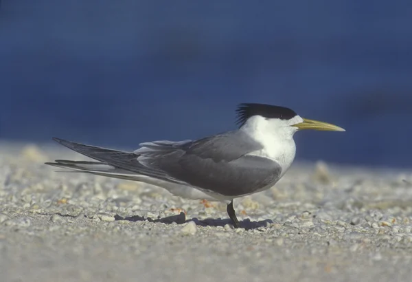 Sterna Crested, Sterna bergii — Foto Stock