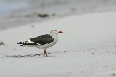Yunus martı larus scoresbii,