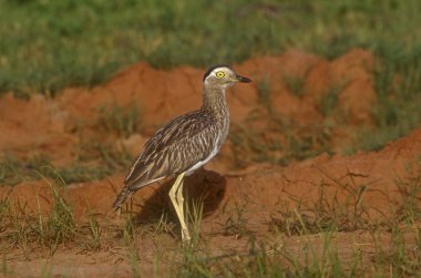 Double-striped thick-knee, Burhinus bistriatus clipart