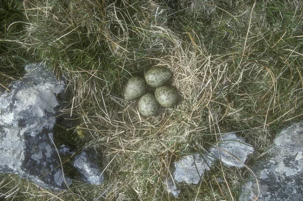 Curlew, Numenius arquata — Stockfoto