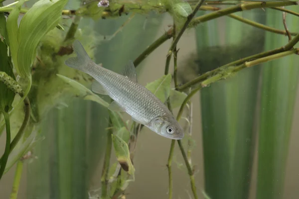 Dace, Leuciscus Leuciscus —  Fotos de Stock