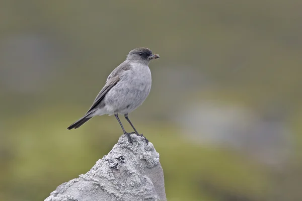 Dark-faced ground tyrant, Muscisaxicola macloviana — Stock Photo, Image