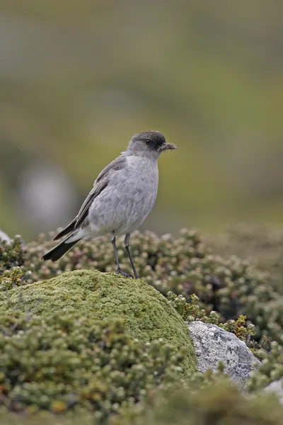 Donker-faced grond tiran, muscisaxicola macloviana — Stockfoto