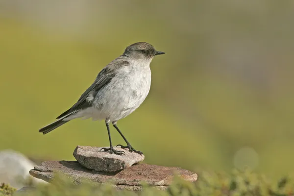 Donker-faced grond tiran, muscisaxicola macloviana — Stockfoto