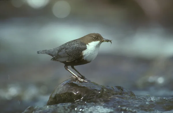 Wóz, cinclus cinclus — Zdjęcie stockowe