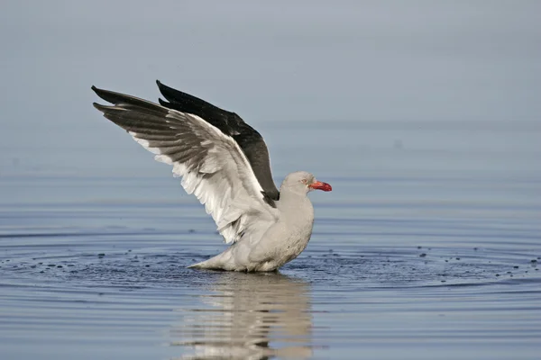 Dolfijn meeuw, larus scoresbii, — Stockfoto