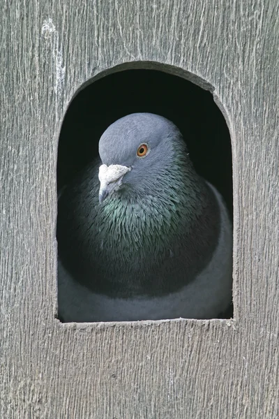 Inhemska duva, columba livia — Stockfoto