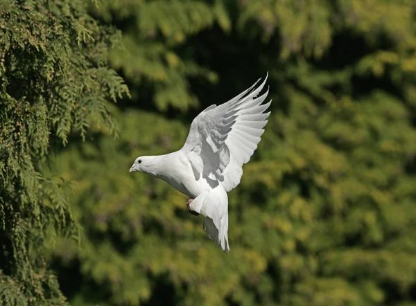 Pigeon domestique, Columba livia — Photo
