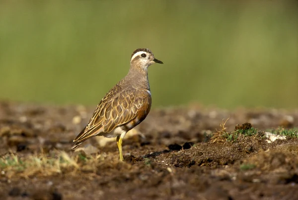 Dotterel，charadius morinellas — 图库照片