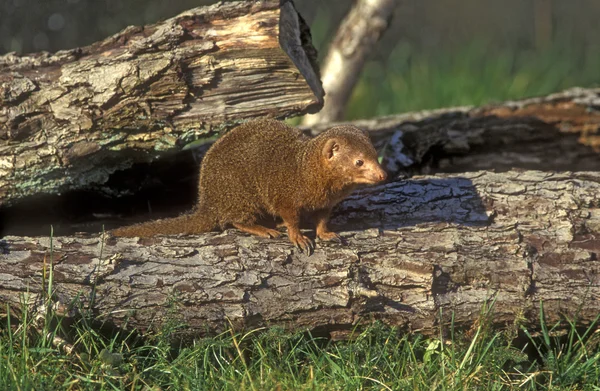 Drawf mongoose, Helogale parvula — Stockfoto