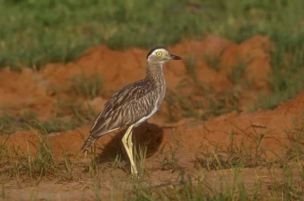 Joelho grosso de riscas duplas, Burhinus bistriatus — Fotografia de Stock