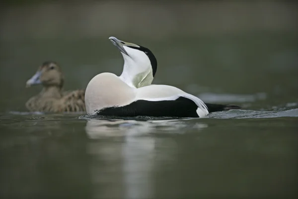 Eider duck, Somateria mollissima — Stock Photo, Image