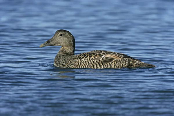 Eider duck, Somateria mollissima — Stock Photo, Image