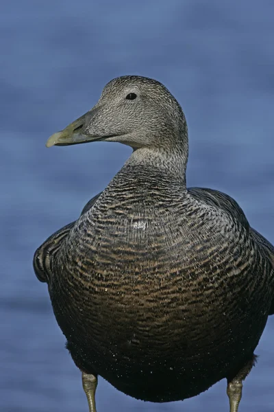 Kaczki Eider, somateria mollissima — Zdjęcie stockowe