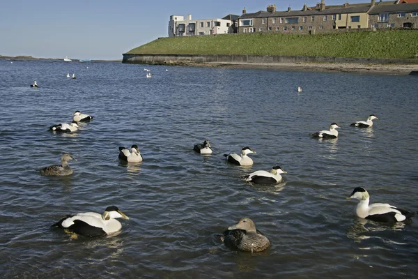 Eider eend, somateria mollissima — Stockfoto