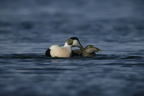 Eider duck, Somateria mollissima — Stock Photo, Image