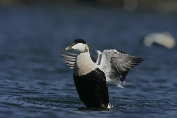 Eider duck, Somateria mollissima — Stock Photo, Image