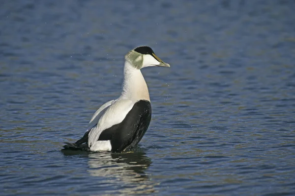 Pato-comum, Somateria mollissima — Fotografia de Stock